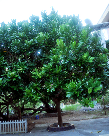 រឿងនិទានអំពីមនុស្សដែលដាំដើម Bada mierដំបូងលើកោះTruong Sa ធំ